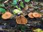 Foltoslemezű lánggomba (Gymnopilus penetrans), Őrség
